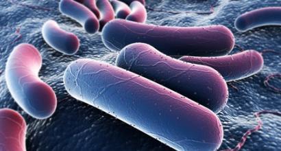Значение бактерий в природе и в жизни человека Роль бактерий в природе и жизни человека